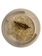 1 Carolina Praying Mantis Egg Case