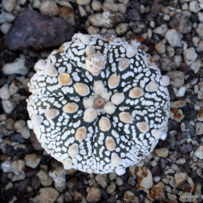 A4457 ASTROPHYTUM SUPERKABUTO pot10-H6-W6 cm MaMa Cactus
