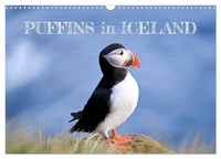 Puffins In Iceland (Wall Calendar 2026 Din A3 Landscape), Calvendo 12 Month...