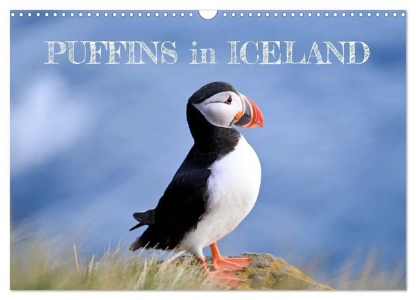 Puffins In Iceland (Wall Calendar 2026 Din A3 Landscape), Calvendo 12 Month...-image