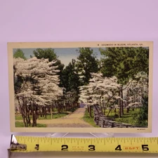 Dogwood In Bloom Atlanta Georgia Postcard Curt Teich H1077 1936 Posted Stamped