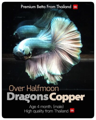 LIVE BETTA MALE OVER HALFMOON DRAGONS COPPER : Unique Fish | BOM-A196