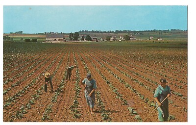 tobacco hoe AMISH YOUTHS Hoe TOBACCO Plants Farms Farmland Working the Fields Postcard
