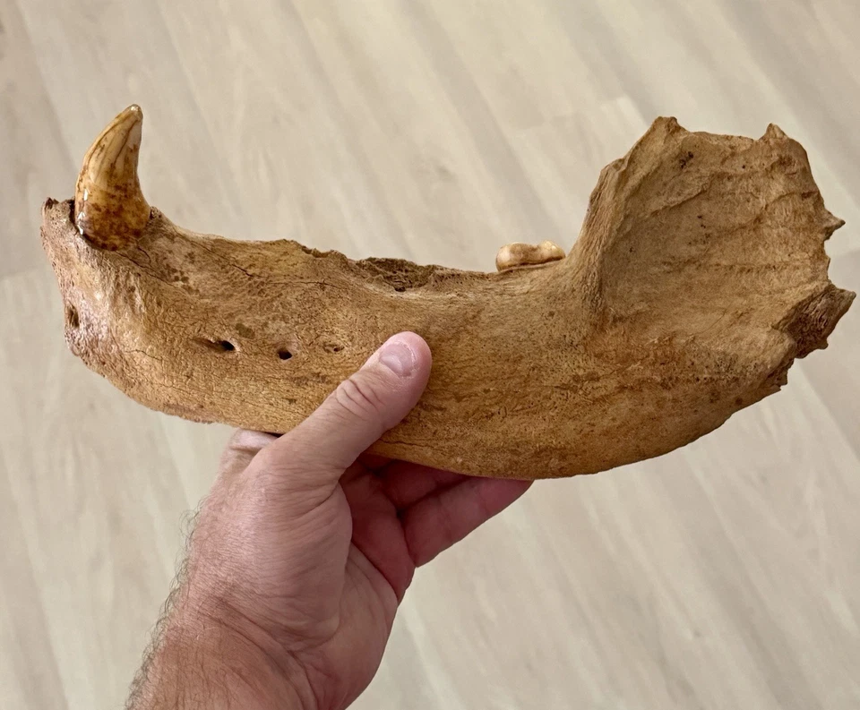 Cave bear Jaw fossil, Ursus Spelaeus, 1 Lg Canine 1 Molar Rooted In Jaw - Image 2 of 4