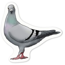 'Racing Pigeon' Decal Stickers DW029381