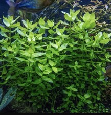 Buy 2 GET 1 FREE - Bacopa Bacopa Caroliniana Bacopa australis - Live Plants