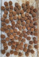100 Count! SWEET GUM TREE BALLS, Dried and Ready for whatever you need them for