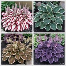 100 Hosta Seeds for Planting Outdoors, Mixed Color Rare Perennial