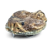 Real Rattlesnake Belt Buckle: Full Head 598-BB415-AS