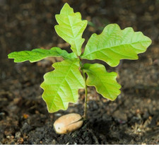 English Oak Tree Sapling Seedling 10- 20cm High Plant a