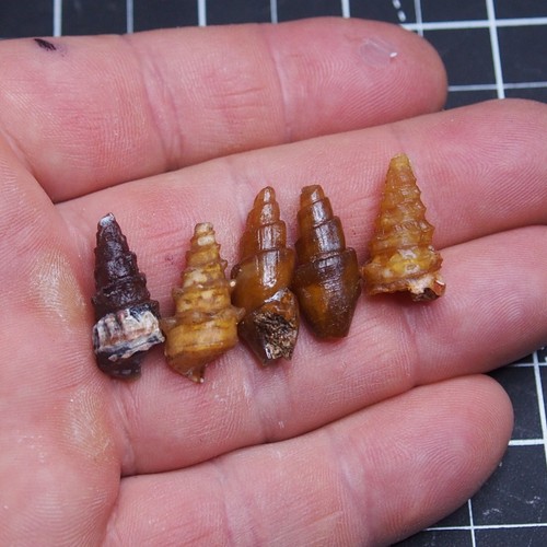 5pcs 22-25mm Gastropod Transparent Fossil Chalcedony mineral Agate Jurassic 1092 - Picture 2 of 7