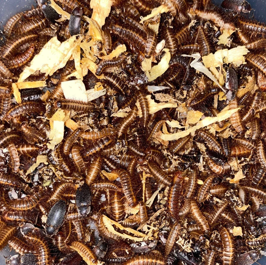 Escarabajos Dermestidos 1500+ con Adultos y Larva y Huevos - Equipo de Limpieza / Taxidermia Foto 2 de 4