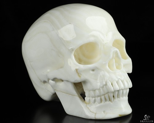 Huge 5.1" Tridacna Gigas Carved Crystal Skull, Super Realistic - Picture 3 of 9