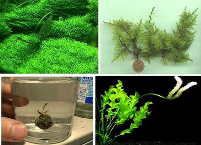 Biologischer Innenfilter Filter für das Aquarium Aquarienpflanzen Set Biofilter