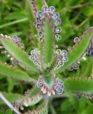 Kalanchoe daigremontiana (Mother of thousands) 6 rooted succulent seedlings
