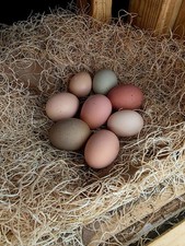 6 Rainbow Hatching Eggs, Fresh and Fertile, NPIP/AI Free