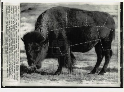 1975 Press Photo Bison grazes in Denver area Park in Colorado - hpw00298