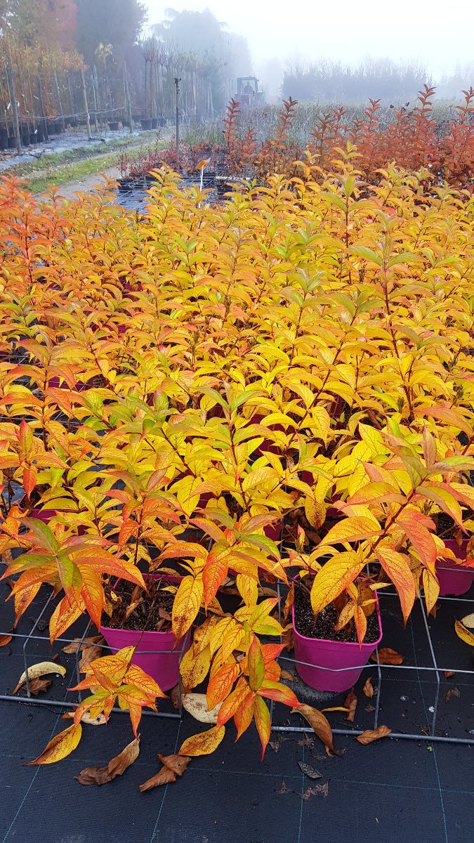 Weigela florida Stelzneri solution arbuste croissance rapide sans entretien - 2