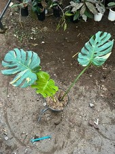 Real Picture Monstera Creme Brulee Splash Variegated Rare Plant