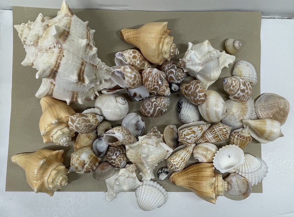 Seashells HUGE Collection Lot of 47 shells FREE SHIPPING | eBay