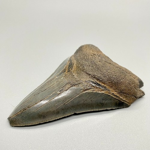 Gray Complete Serrated 3.74" Fossil MEGALODON Shark Tooth - USA - Picture 3 of 6