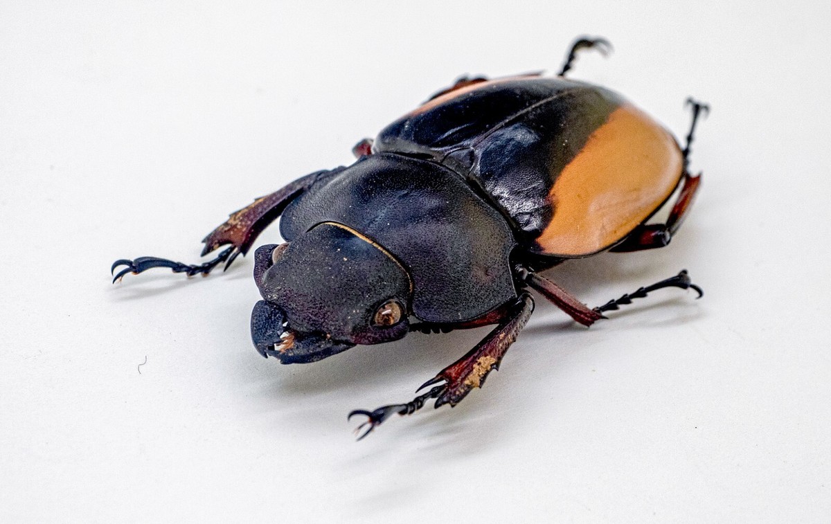 Lucanidae - Stag Beetle - Odontolabis cuvera fallaciosa (f) - Laos