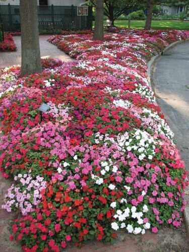Impatiens Colour Parade Mix F2 Seed Annual Indoor Outdoor No Frost - 第 1/3 張圖片