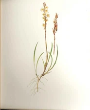Original Old Antique Print Perrin Ltd Ed 1914 Flowering Plant The Bog Asphodel