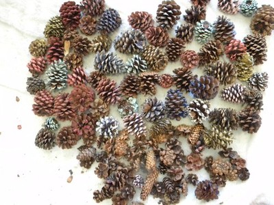 natural pine cone lot 60+ colored in the 1950's