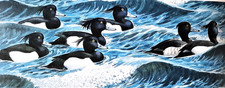 TUFTED DUCKS ON A VERY ROUGH SEA. 1980s PRINT OF A PAINTING BY TUNNICLIFFE