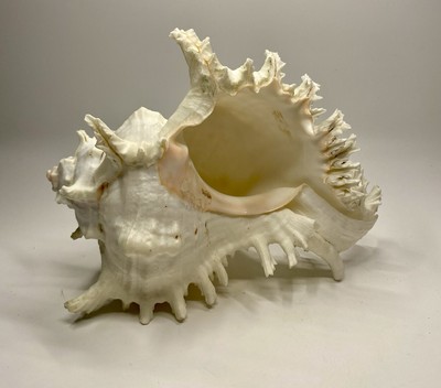 Large Murex Chicoreus Ramosus White Sea Ocean Snail Shell, 7.5 