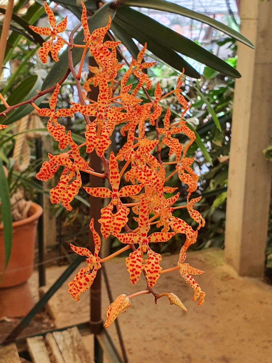 RENANTHERA MONACHICA The beautiful Spanish Dancing Girl Orchid. A