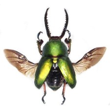 Lamprima adolphinae GREEN FORM MALE stag beetle mounted wings spread PACKAGED