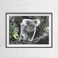 AUSTRALIAN NATIVE KOALA BEAR ANIMAL POSTER PICTURE PRINT Sizes A5 to A0 **NEW**