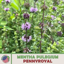 Pennyroyal Seeds (Mentha pulegium), Mosquito Repellent, Medicinal, Genuine USA