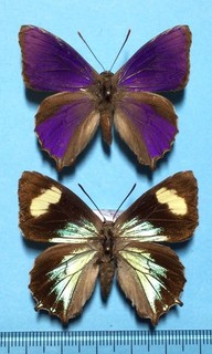 Ogyris genoveva Male&female South Queensland Australia