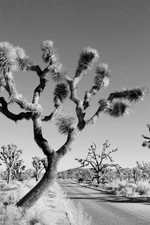 Desert Black And White Joshua Tree Landscape Print Wall Art Home - POSTER 20x30