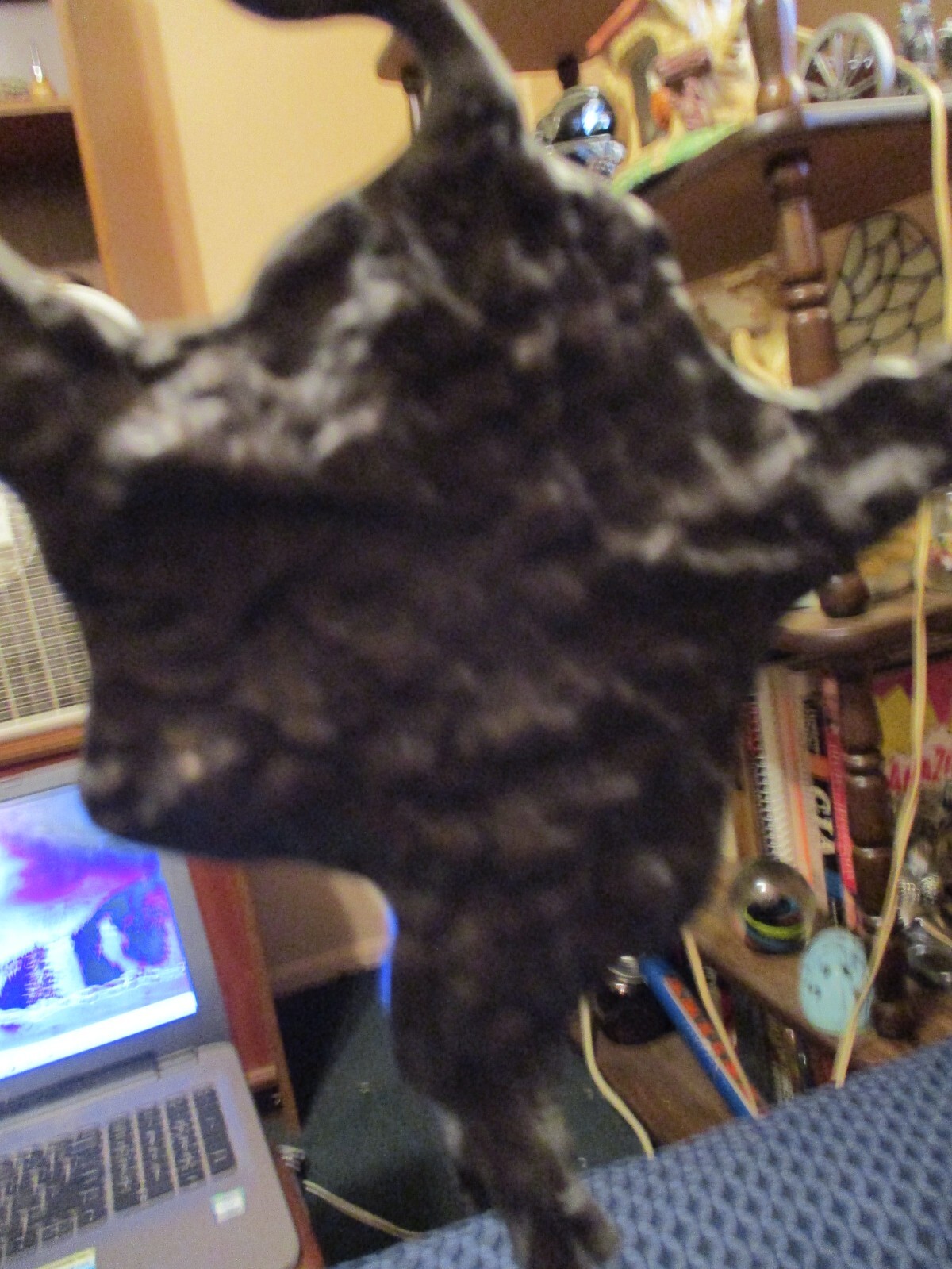 Picture 3 of 11