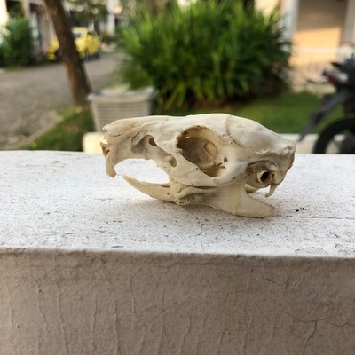 Real Guinea Pig Head Skeleton / Taxidermy