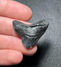 Trebbiatrice gigante 1,30" Alopias Grandis dente di squalo fossile Charleston, SC