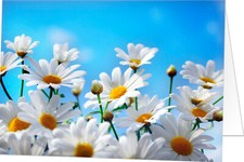 Grußkarte Blanko ohne Text Klappkarten mit Briefumschlag Frühjahr Ostern Blumen