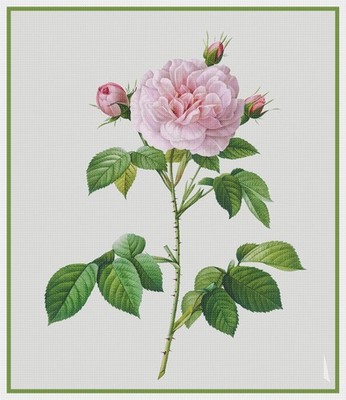 Botanical Redoute's Rosa Alba Regalis Rose Flower Counted Cross Stitch Pattern