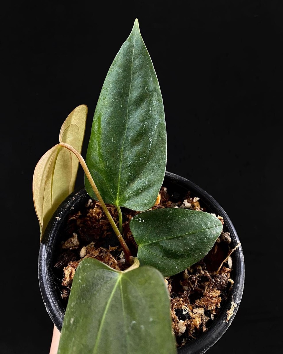 アンスリウム　portillae ポーティラエ Anthurium Portillae x Papillilaminum – Top Notch Tropical