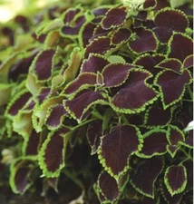 Coleus Chocolate Mint Seeds - 10 Rare Seeds for Planting - Vibrant Blooms, Great