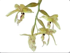 Stanhopea occulata Large Fragrant Ivory Yellow Red Spots Orchid Species 4” Pot