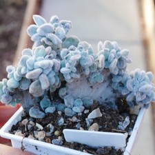 Exact Plant - Echeveria Pulvinata 'Frosty Cristata' Furry Crested succulent