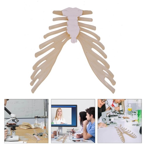 Human Skeleton Model for Anatomy Human Sternum Model Medicals Teaching Aid - Photo 2/8