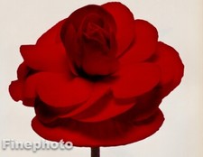 1980 Vintage IRVING PENN Red BEGONIA Flower KROMEKOTE Photo Engraving Art 12X16