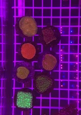 Assorted Premium Live Coral - LPS, SPS, Softies - Message us for Requests!