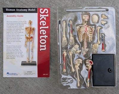 Learning Resources Human Anatomy Model Skeleton 41pc w/ Stand LER 3337 Lab